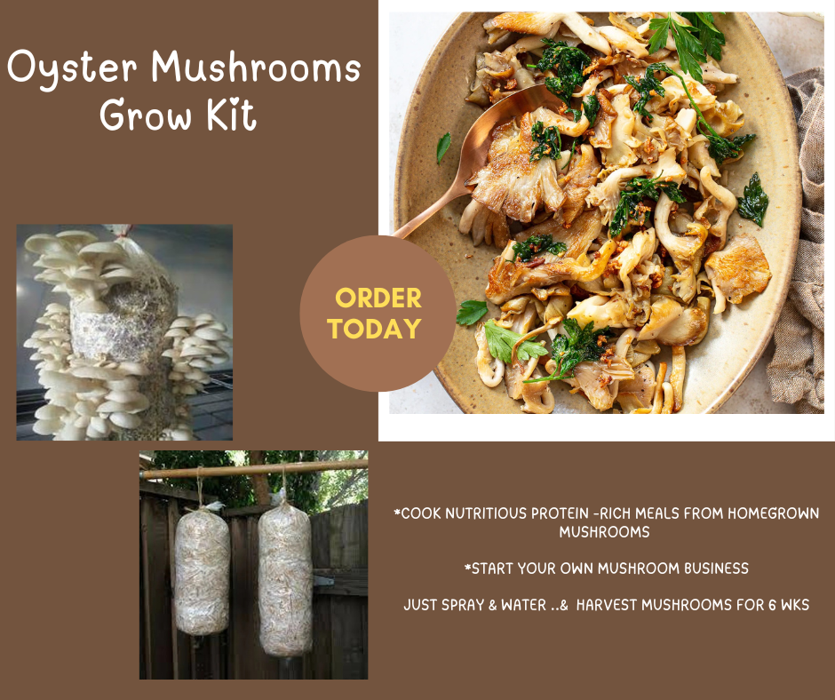 Oyster Mushroom Grow Kit